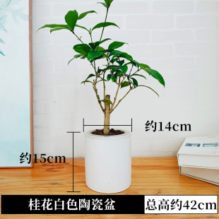 水培桂花树苗绿植物开花卉盆景小盆栽办公室内桌面水养水生金桂