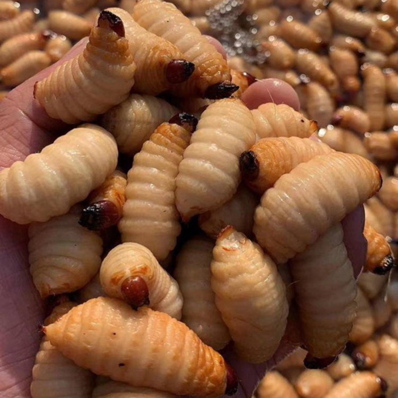 3斤鲜活竹虫活体速冻 竹笋虫 竹象虫新鲜椰子虫竹蛹食用油炸 笋蛆