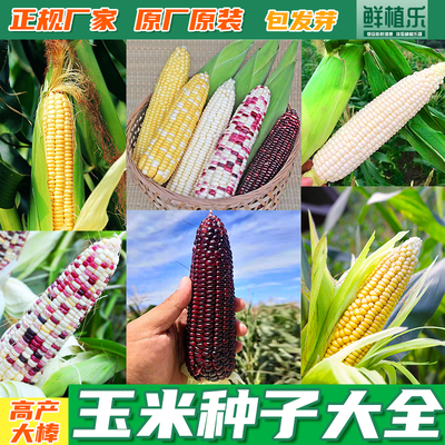 超甜高产杂交双色特大玉米种子