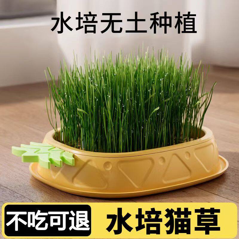 猫草盆栽种子水培化毛草猫薄荷小麦猫咪零食用品种植植物小零食