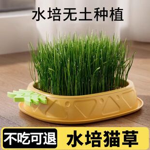 猫草盆栽种子水培化毛草猫薄荷小麦猫咪零食用品种植植物小零食