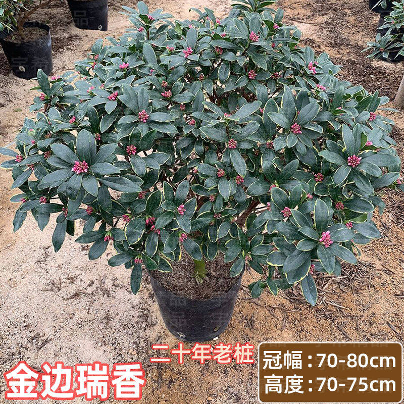 耐寒瑞香花金边瑞香盆栽浓香型图片