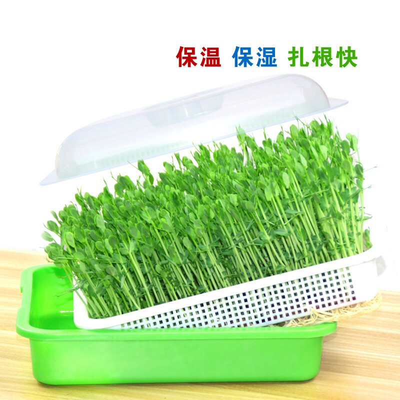 花生芽种植箱豆芽发芽盆芽苗菜育苗托盘无土栽培水培蔬菜设备豌豆