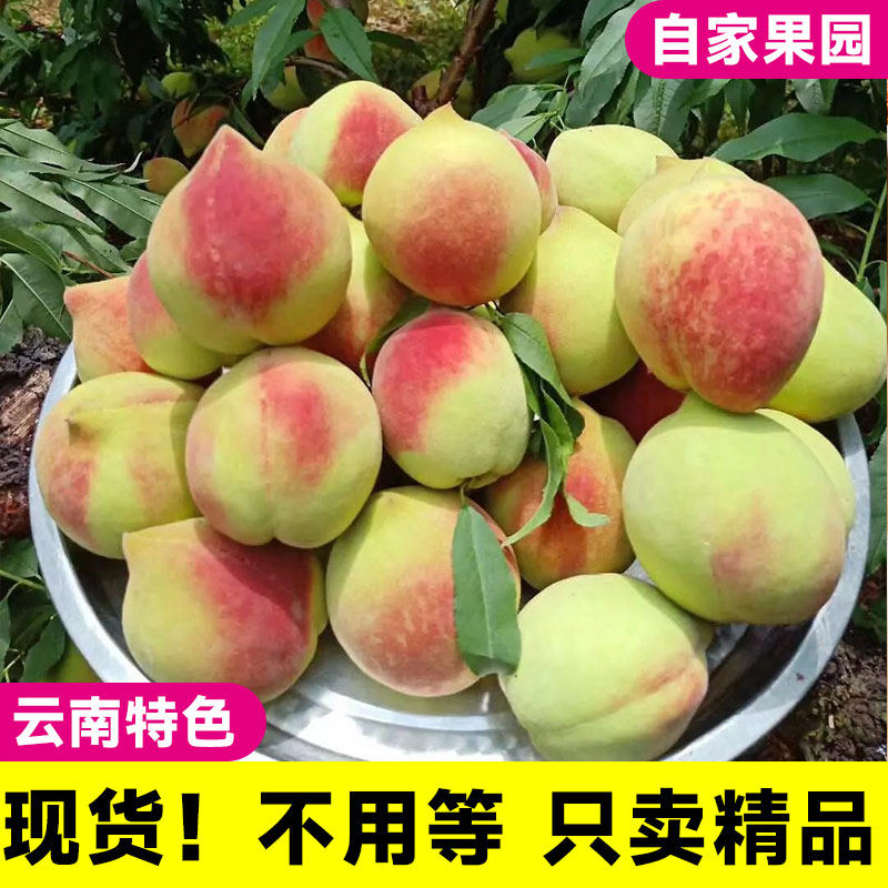 正宗云南蒙自水蜜桃鹰嘴桃新鲜特产水果脆甜大果孕妇精选脆毛桃甜