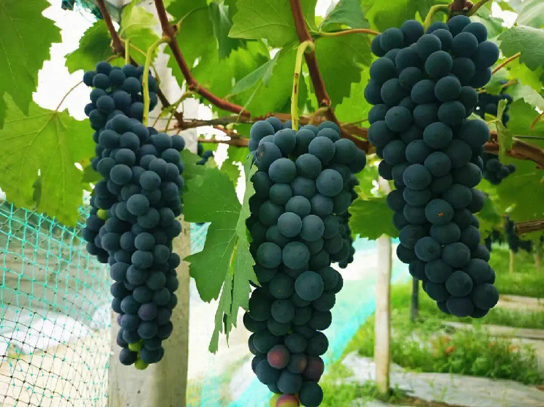 2023年云南应季现摘黑夏葡萄无籽孕妇水果5斤装超级好吃的 包邮.