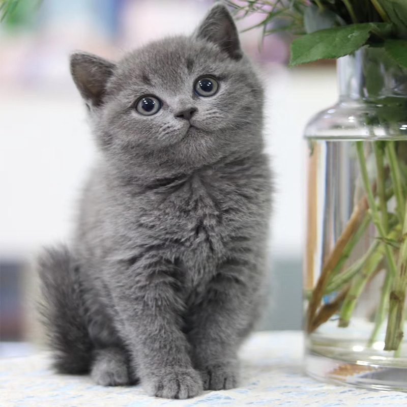 纯种血统幼猫英国短毛猫英短蓝猫幼崽活体宠物猫咪