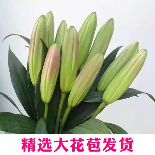 香水百合鲜花云南基地直发水培多头鲜切花花束插花插瓶多重瓣花卉