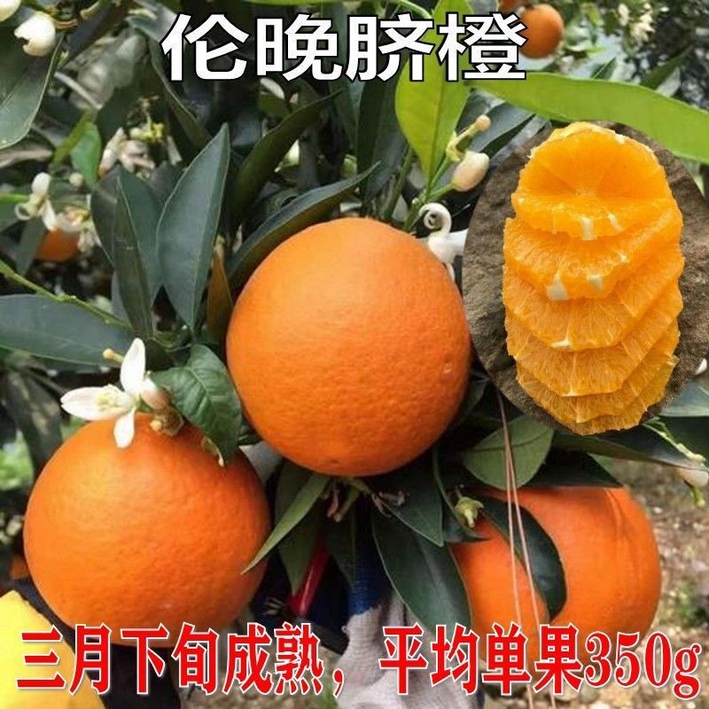 四川发货新品种嫁接脐橙橙子树苗红心血橙苗纽荷尔卡拉伦晚冰糖橙