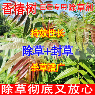 香椿树除草剂菜地除草专用剂不伤苗除草烂根剂封地不长草除草药
