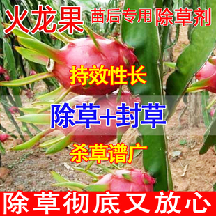 火龙果除草剂果园除草专用剂烂根不伤果树牛筋草除草根剂除草济