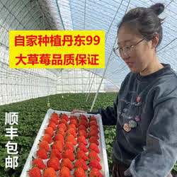 尚果丹东99草莓丹东九九草莓东港草莓久久草莓红颜奶油新鲜大草莓