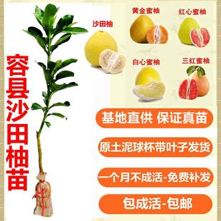 沙田柚苗容县柚子树苗白心红心嫁接苗庭院种植带叶带泥球发货包邮