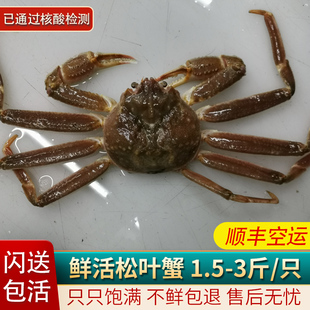鲜活松叶蟹海鲜水产超特大长脚蟹帝王蟹1.5-3斤1只生冻大螃蟹板蟹