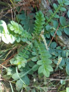 云南野生 翻白草鸡腿草整颗带根中药材翻白草中药材新鲜野生食用