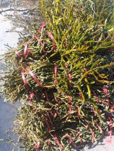 螃蟹脚云南野生螃蟹脚茶 古树寄生茶纯天然当季现采自然风干