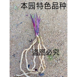 矮种纯紫色 蕙兰 兰花 数量少 来自山农