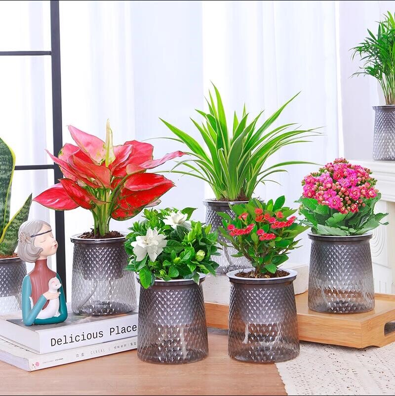 绿萝水培绿植物盆栽室内发财树富贵竹文绿箩薄荷多肉花卉四季好养