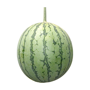 朵咔园艺8424麒麟懒汉甜王2k西瓜种子大全种籽无籽拇指小西瓜种子