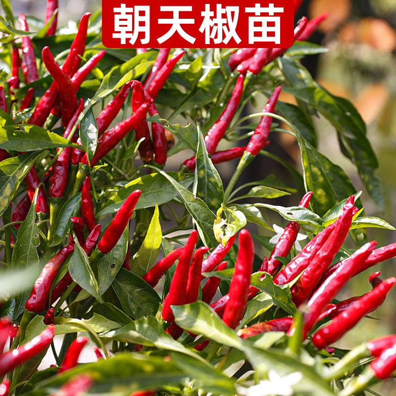 辣椒杭椒朝天椒种籽秧苗四季