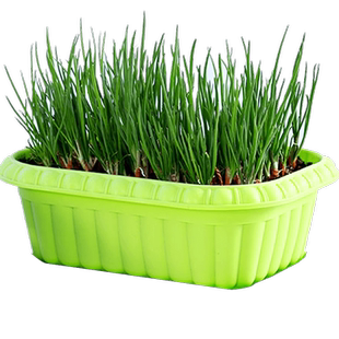 四季小香葱种籽红葱种子红头葱种头阳台种葱火葱头种盆栽根苗分葱