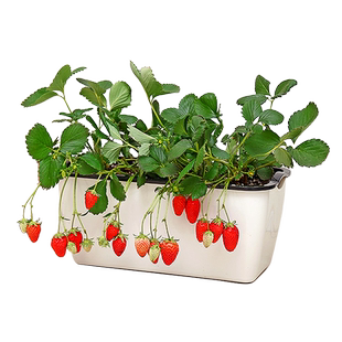 超甜红颜奶油草莓苗四季盆栽食用好养易活带土带盆种植草莓秧种子