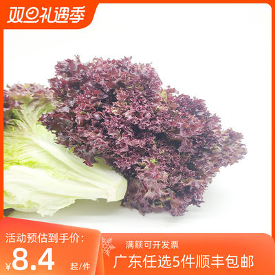 新鲜红叶生菜莴苣罗沙