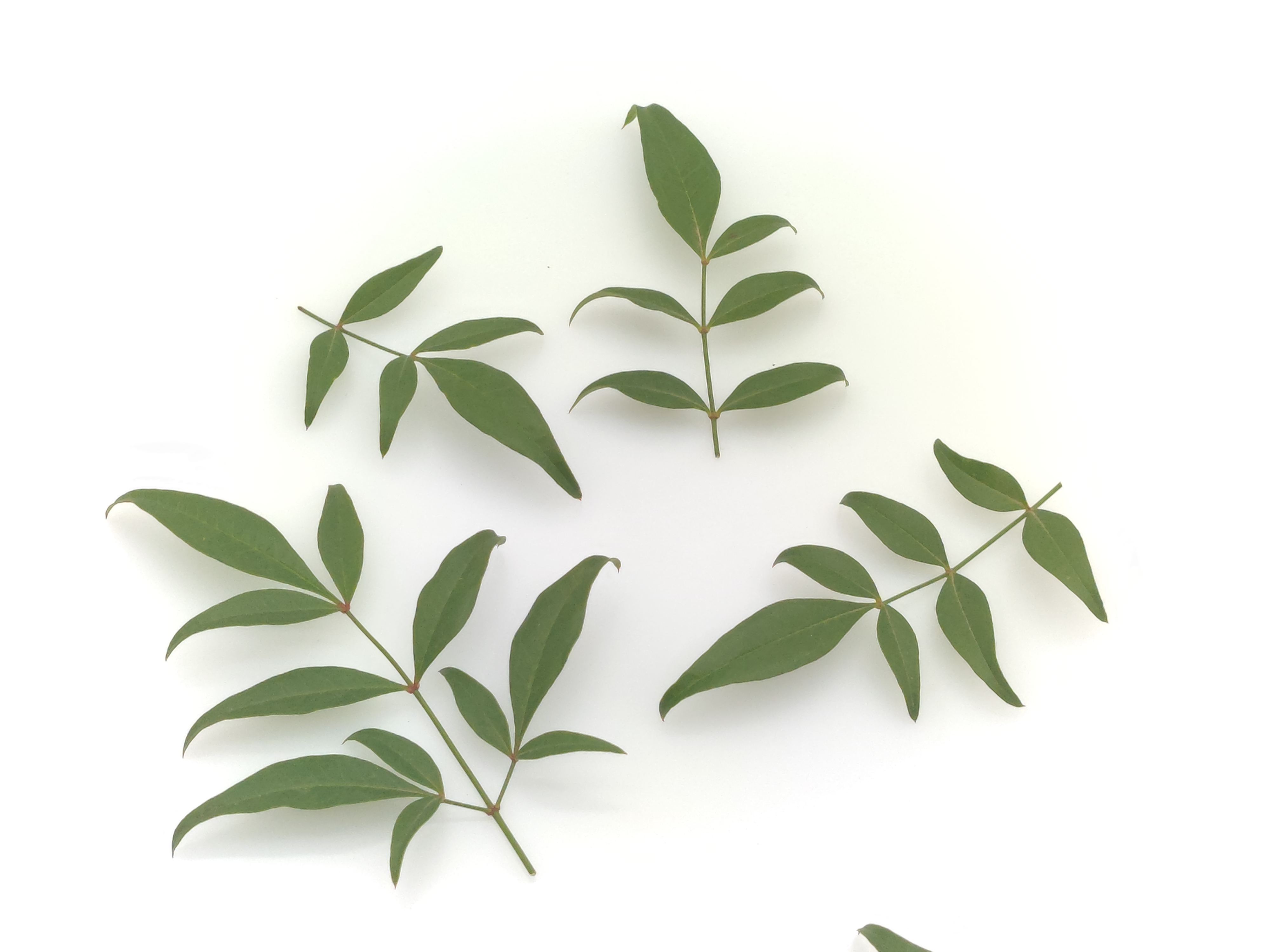 新鲜绿叶南天竹 绿南天 西餐日料刺身摆盘装饰花草点缀