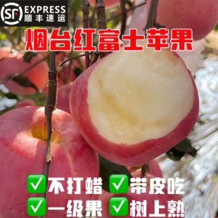 顺丰包邮烟台红富士苹果树上熟不打蜡现摘当季新鲜脆甜精品一级果