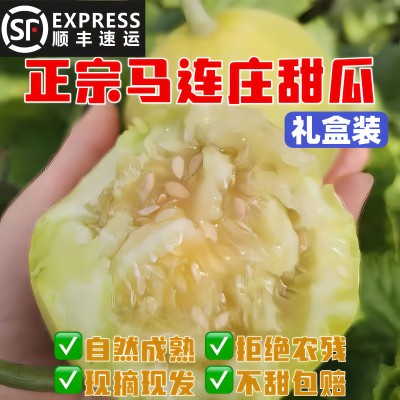 顺丰正宗马连庄甜瓜自然成熟