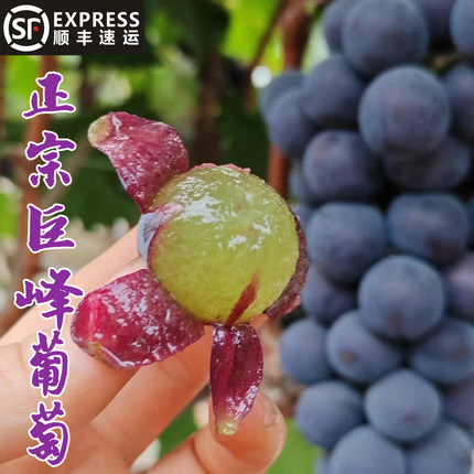 顺丰包邮正宗青岛大泽山巨峰葡萄新鲜现摘酸甜当季应季孕妇水果