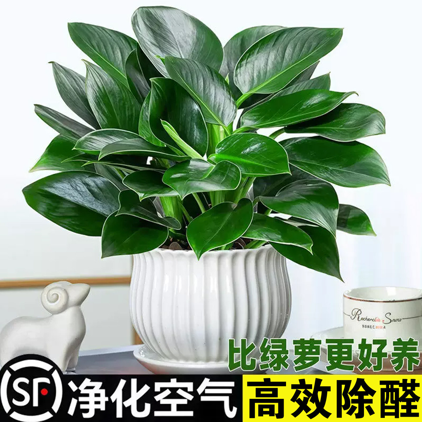 金钻绿公主盆栽绿箩萝除甲醛水培植物办公室内花卉绿植四季发财树图片