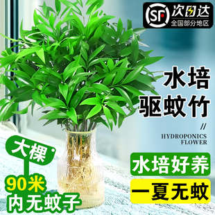 常青綠植物驅蟲竹 特大棵竹柏更驅蚊水培水養植物客廳辦公室內四季