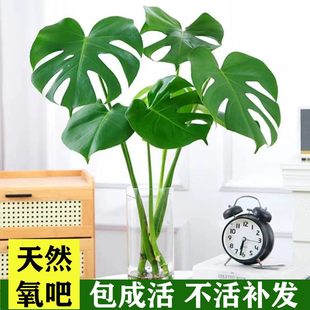 龟背竹盆栽老桩室内花净化空气大叶办公室常青绿植天堂鸟水培植物