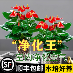 红掌盆栽鸿运当头绿萝花卉植物室内花水培白掌绿植发财树净化空气