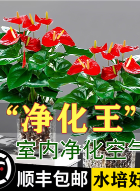 红掌盆栽鸿运当头绿萝花卉植物室内花水培白掌绿植发财树净化空气