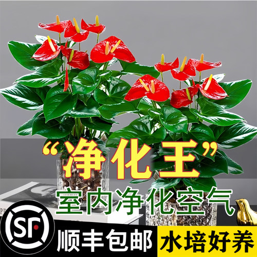红掌盆栽净化空气绿植净化空气