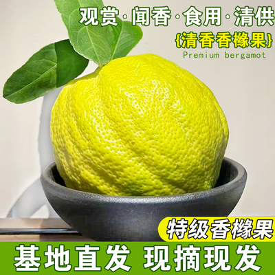云南高山香橼鲜果新鲜佛手柑贡品闻香特大果香清脆农户现采摘发货