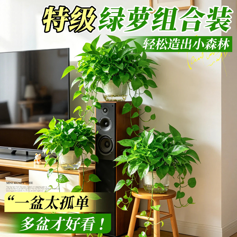 绿萝盆栽组合款水培绿植大叶绿萝净化空气吸新房甲醛室内绿植好养图片