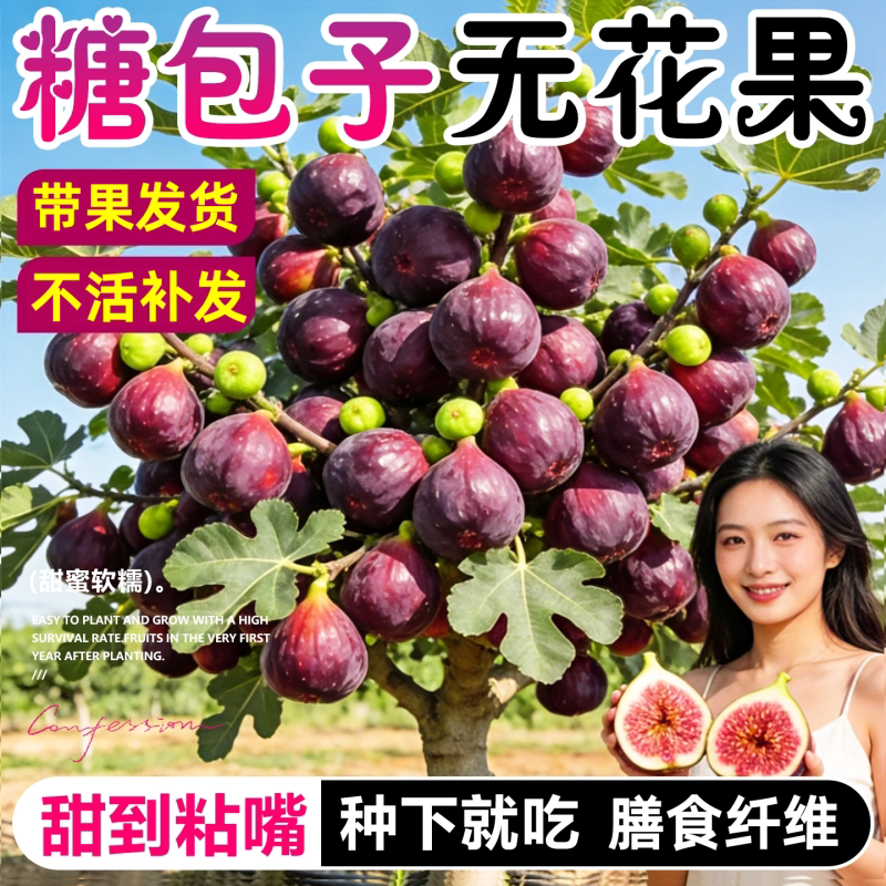 无花果树苗大果耐寒波姬红无花果苗盆栽地栽南北方种植当年结果苗