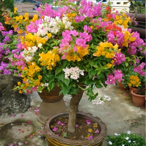 重瓣三角梅盆栽大苗勤花老桩室内外爬藤植物红梅花卉多季开花好养
