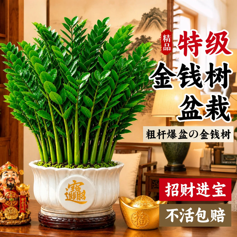 金钱树盆栽室内客厅招财绿植办公室耐阴耐旱四季常青观赏盆景植物