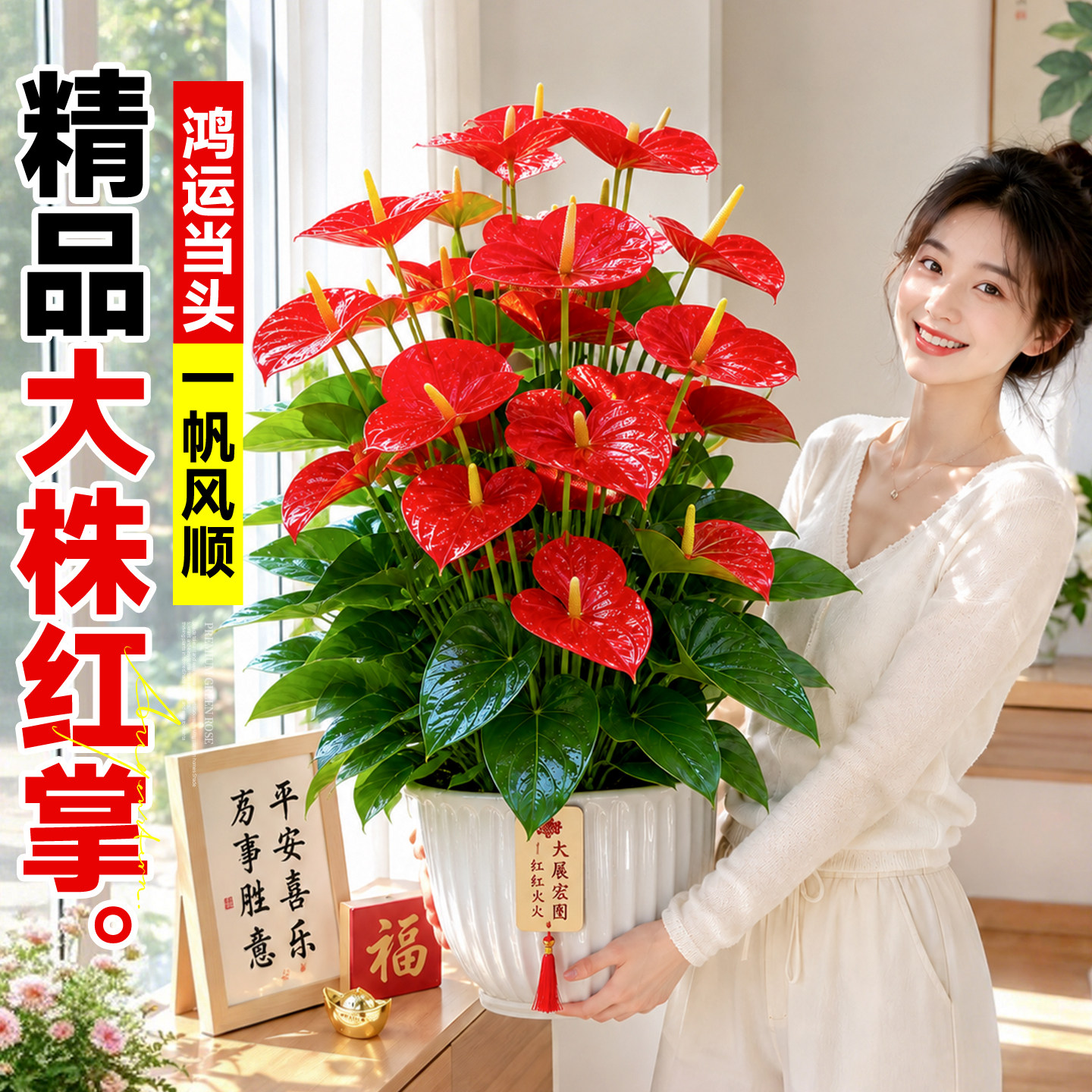 红掌盆栽特大号大花大叶一帆风顺客厅绿植室内好养办公室桌面花卉图片