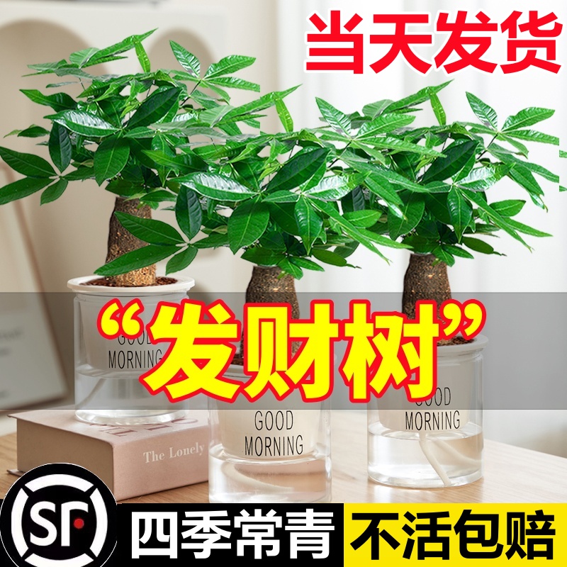发财树绿萝箩金钻花卉盆栽小绿植水培好养办公室内多肉植物除甲醛