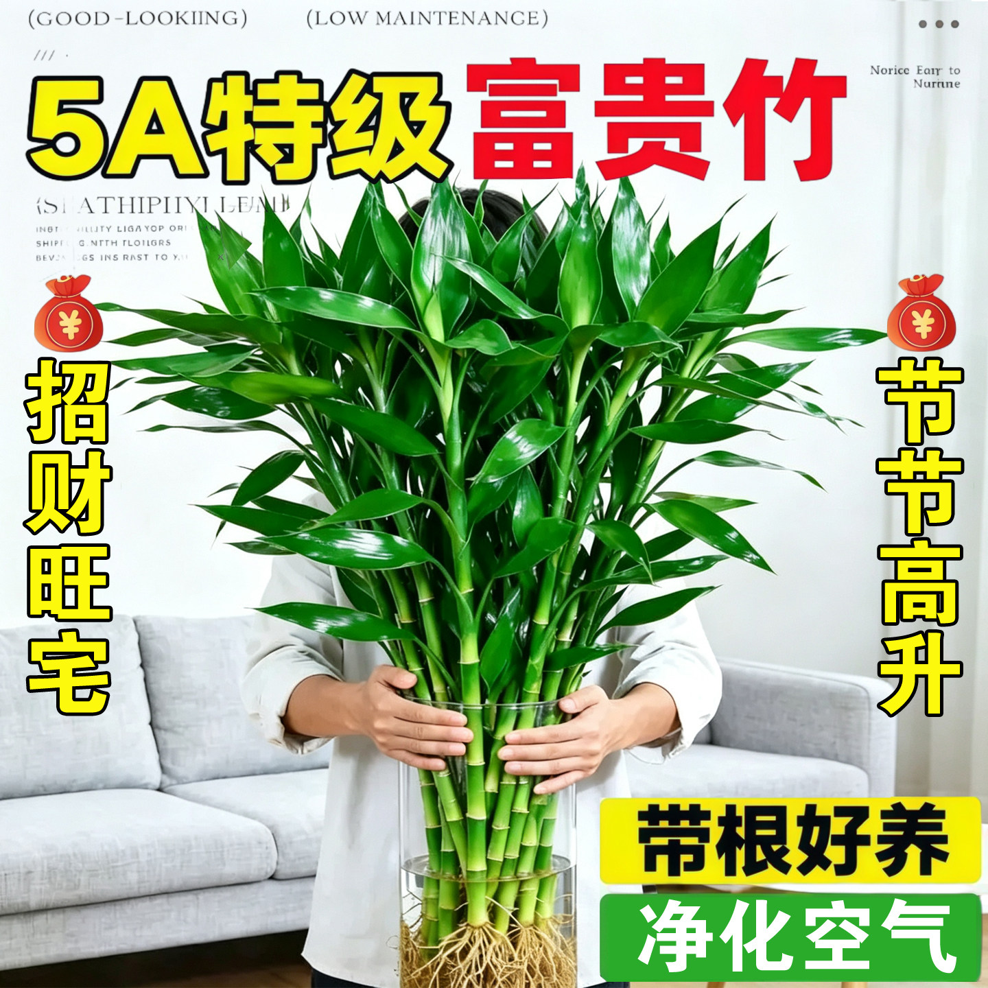 富贵竹水培植物客厅招财花卉绿植室内盆栽观音竹带根转运竹发财竹