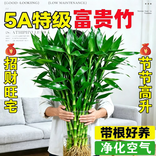 富贵竹水培植物客厅招财花卉绿植室内盆栽观音竹带根转运竹发财竹