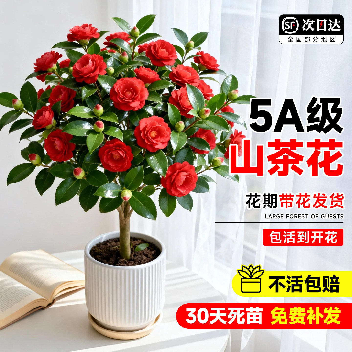 四季茶花树苗带花苞盆栽香妃山茶花室内绿植红赤丹花四季常青好养图片