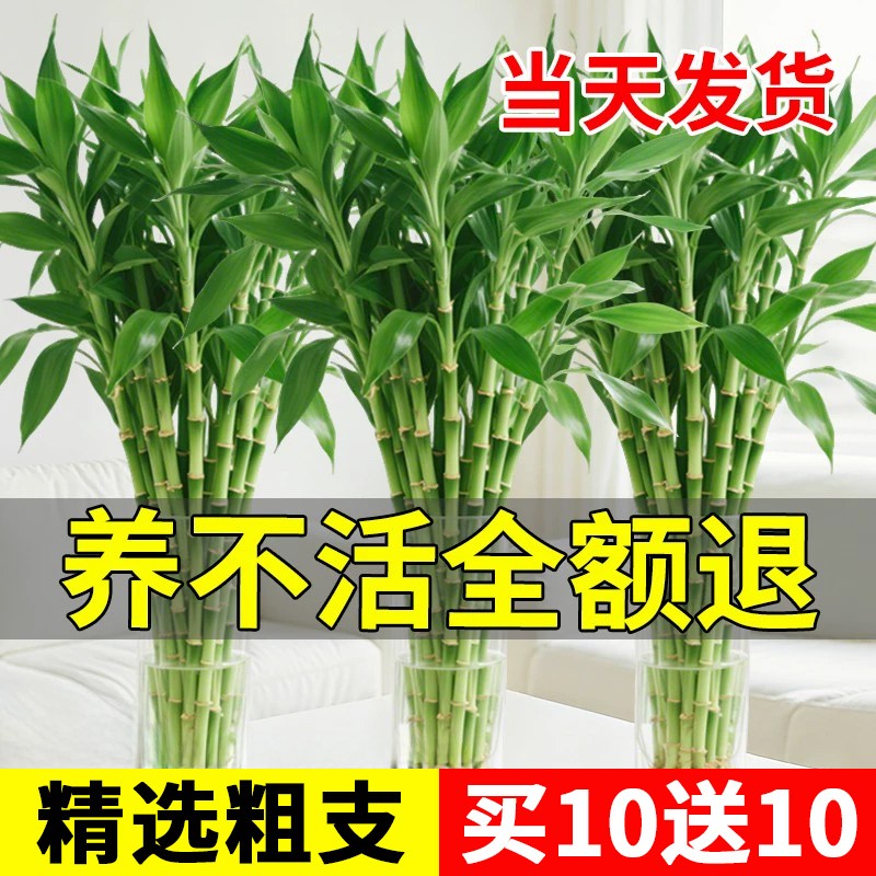 富贵竹水培植物客厅招财花瓶带根富贵竹转运竹子绿植盆栽营养液
