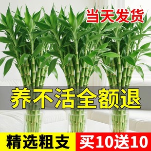 富贵竹水培植物客厅招财花瓶带根富贵竹转运竹子绿植盆栽营养液