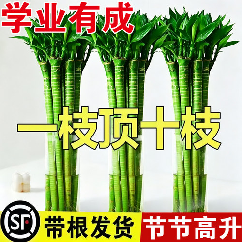 带根文昌竹文竹龙竹观音竹转运竹富贵竹书桌盆栽水培植物花卉绿植