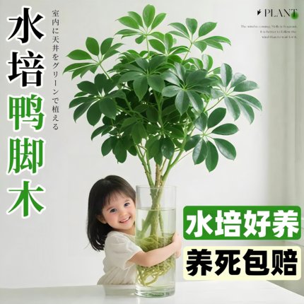 老桩水培鸭脚木八方来财树苗客厅盆栽绿植物办公室内桌面水养盆景